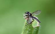 Fever Fly (Dilophus febrilis)